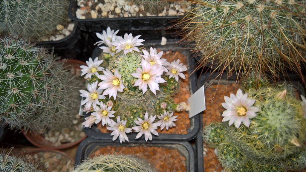 Mammillaria giselae